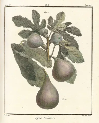 Traité des arbres fruitiers Pl.30 by Henri-Louis Duhamel du Monceau, 1768 — digital art print download