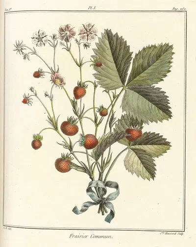 Traité des arbres fruitiers Pl.31 by Henri-Louis Duhamel du Monceau, 1768 — digital art print download