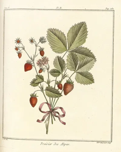 Traité des arbres fruitiers Pl.32 by Henri-Louis Duhamel du Monceau, 1768 — digital art print download
