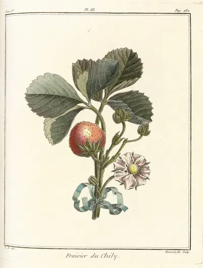 Traité des arbres fruitiers Pl.33 by Henri-Louis Duhamel du Monceau, 1768 — digital art print download
