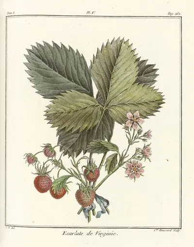 Traité des arbres fruitiers Pl.35 by Henri-Louis Duhamel du Monceau, 1768 — digital art print download