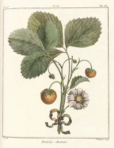 Traité des arbres fruitiers Pl.36 by Henri-Louis Duhamel du Monceau, 1768 — digital art print download