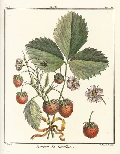 Traité des arbres fruitiers Pl.37 by Henri-Louis Duhamel du Monceau, 1768 — digital art print download