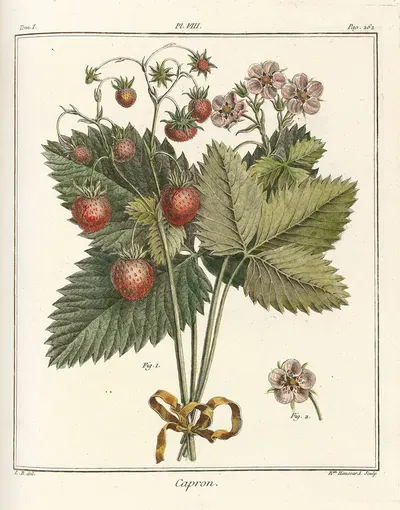 Traité des arbres fruitiers Pl.38 by Henri-Louis Duhamel du Monceau, 1768 — digital art print download