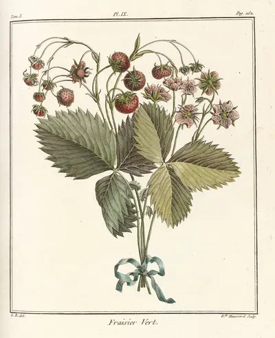 Traité des arbres fruitiers Pl.39 by Henri-Louis Duhamel du Monceau, 1768 — digital art print download