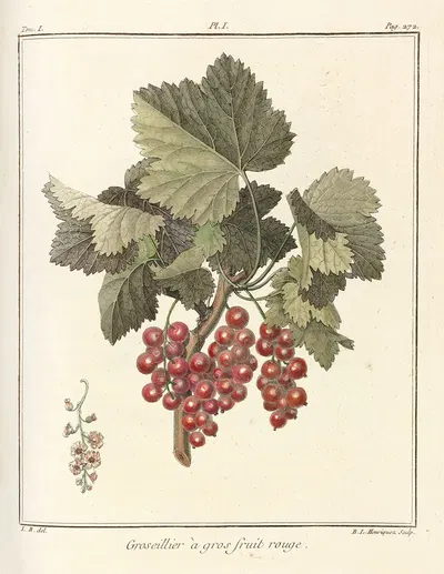 Traité des arbres fruitiers Pl.40 by Henri-Louis Duhamel du Monceau, 1768 — digital art print download