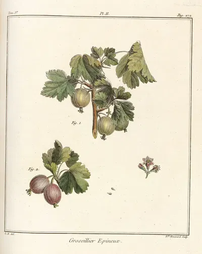 Traité des arbres fruitiers Pl.41 by Henri-Louis Duhamel du Monceau, 1768 — digital art print download