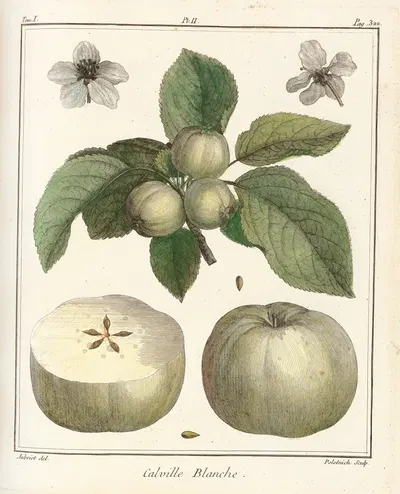 Traité des arbres fruitiers Pl.43 by Henri-Louis Duhamel du Monceau, 1768 — digital art print download