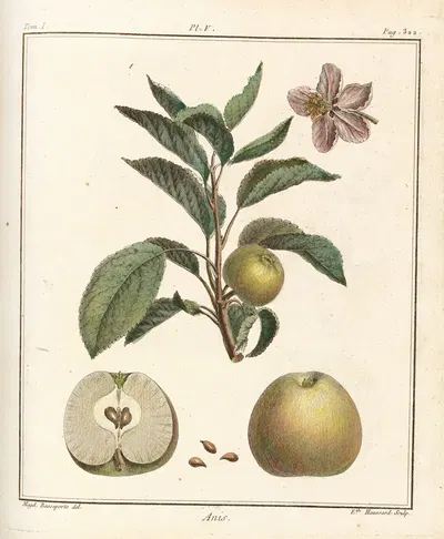 Traité des arbres fruitiers Pl.46 by Henri-Louis Duhamel du Monceau, 1768 — digital art print download
