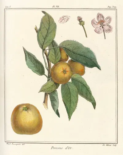 Traité des arbres fruitiers Pl.48 by Henri-Louis Duhamel du Monceau, 1768 — digital art print download
