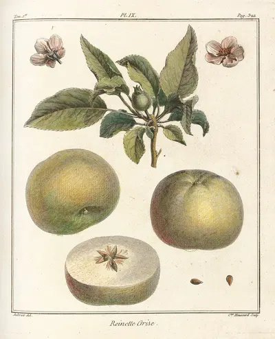 Traité des arbres fruitiers Pl.50 by Henri-Louis Duhamel du Monceau, 1768 — digital art print download