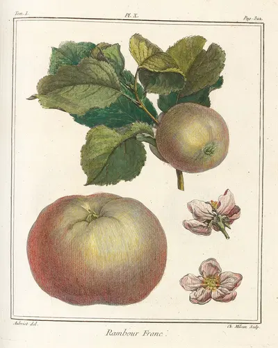Traité des arbres fruitiers Pl.51 by Henri-Louis Duhamel du Monceau, 1768 — digital art print download