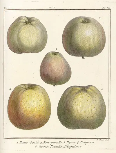 Traité des arbres fruitiers Pl.53 by Henri-Louis Duhamel du Monceau, 1768 — digital art print download