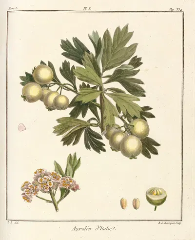 Traité des arbres fruitiers Pl.56 by Henri-Louis Duhamel du Monceau, 1768 — digital art print download