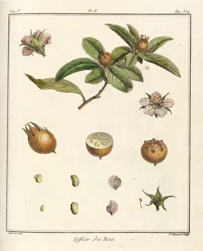 Traité des arbres fruitiers Pl.57 by Henri-Louis Duhamel du Monceau, 1768 — digital art print download