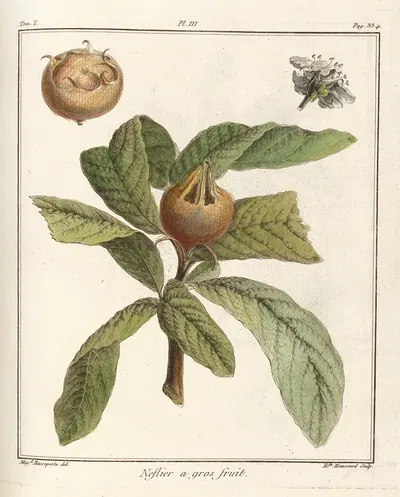 Traité des arbres fruitiers Pl.58 by Henri-Louis Duhamel du Monceau, 1768 — digital art print download