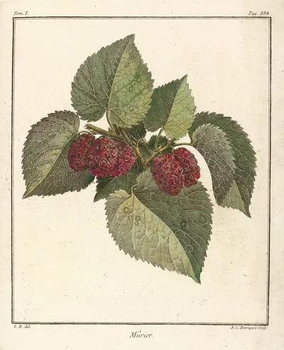 Traité des arbres fruitiers Pl.60 by Henri-Louis Duhamel du Monceau, 1768 — digital art print download