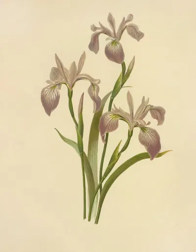 Flower de Luce (Larger Blue Flag) by Isaac Sprague, 1887 — digital art print download