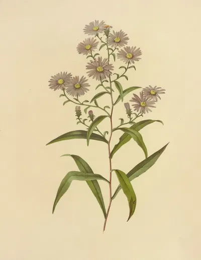 Long-Leaved Aster by Isaac Sprague, 1887 — digital art print download