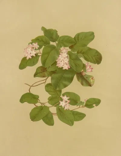 May-Flower (Trailing Arbutus) by Isaac Sprague, 1887 — digital art print download