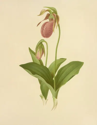 Moccasin Flower (Lady’s Slipper) by Isaac Sprague, 1887 — digital art print download