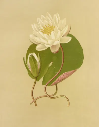 Water Lily by Isaac Sprague, 1887 — digital art print download