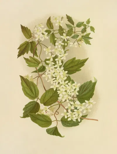 Wild Clematis by Isaac Sprague, 1887 — digital art print download