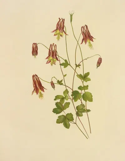 Wild Columbine by Isaac Sprague, 1887 — digital art print download