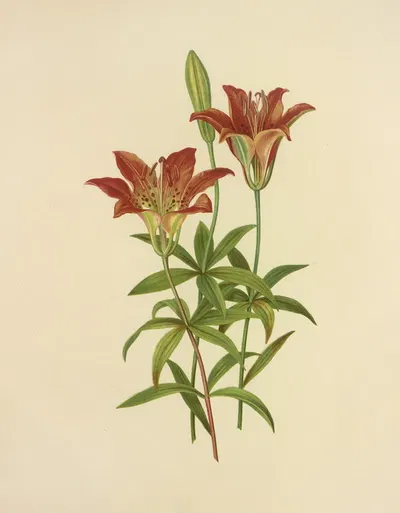 Wild Orange-Red Lily by Isaac Sprague, 1887 — digital art print download