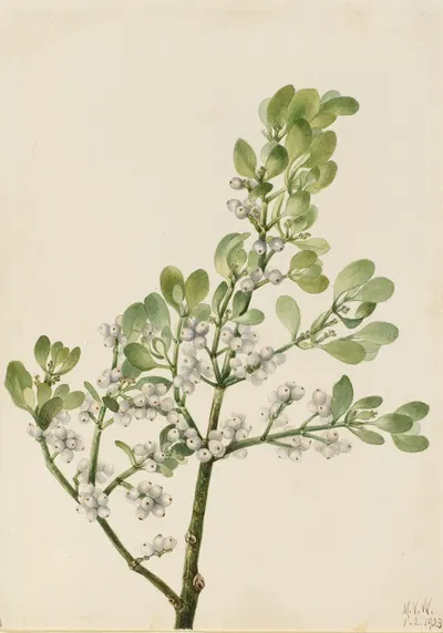 American Mistletoe (Phoradendron flavescens) by Mary Vaux Walcott, 1923 — digital art print download