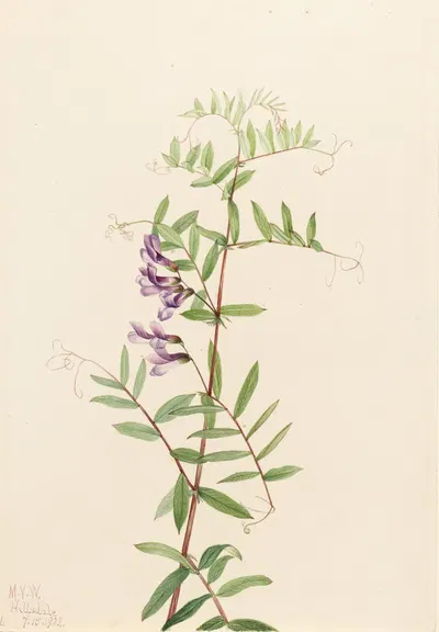 American Vetch (Vicia americana) by Mary Vaux Walcott, 1922 — digital art print download