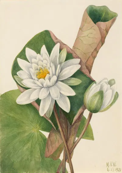American Waterlily (Castalia odorata) by Mary Vaux Walcott, 1920 — digital art print download
