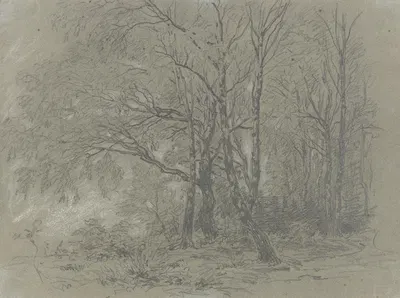 A sapling birch grove by Jakob Maurer — digital art print download