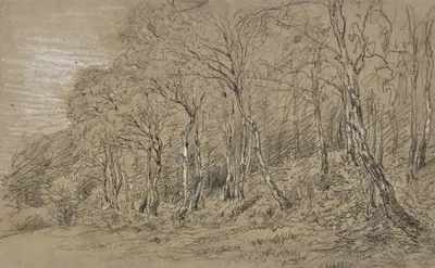 Birch trees at the edge of the forest. by Jakob Maurer — digital art print download