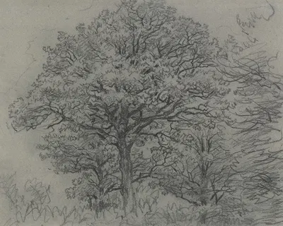 Group of trees by Якоб Маурер — digital art print download
