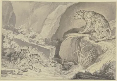 Zwei Jaguare mit ihren Jungen in einer Felsenkluft by Johann Elias Ridinger — digital art print download