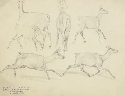 Study sheet; Chamois by Johann Erdmann Gottlieb Prestel — digital art print download