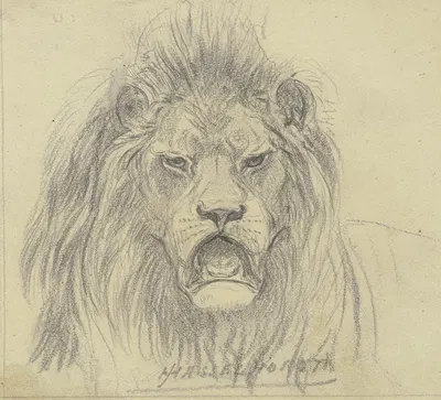 Lion's head by Иоганн Генрих Хассельхорст — digital art print download