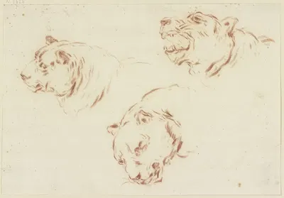 Three tiger heads by Иоганн Мельхиор Роос — digital art print download