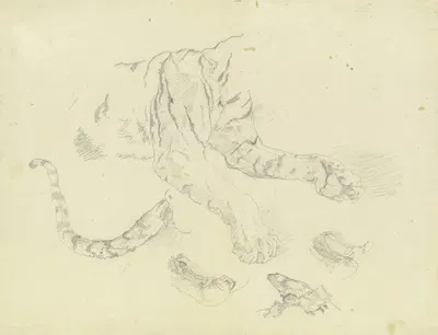 A tiger by Иоганн Непомук Раух — digital art print download