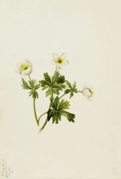 White Globeflower (Trollius albiflorus) by Мэри Вокс Уолкотт, 1899 — digital art print download