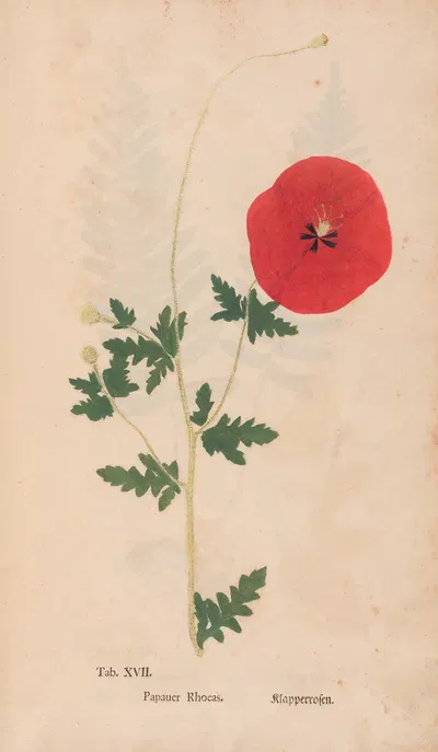 Ectypa vegetabilium Pl.017 by Christian Gottlieb Ludwig, 1760-1764 — digital art print download