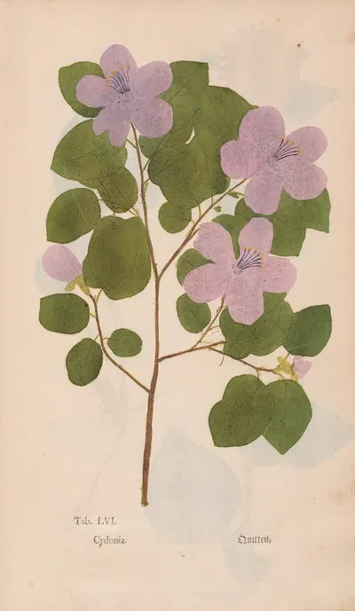 Ectypa vegetabilium Pl.056 by Christian Gottlieb Ludwig, 1760-1764 — digital art print download