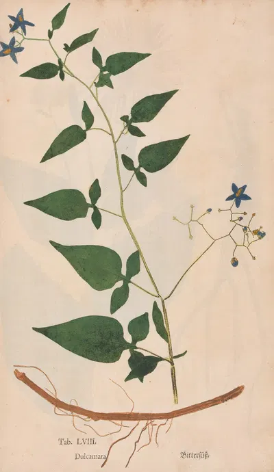 Ectypa vegetabilium Pl.058 by Christian Gottlieb Ludwig, 1760-1764 — digital art print download