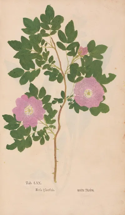 Ectypa vegetabilium Pl.070 by Christian Gottlieb Ludwig, 1760-1764 — digital art print download