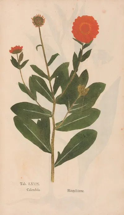 Ectypa vegetabilium Pl.079 by Christian Gottlieb Ludwig, 1760-1764 — digital art print download