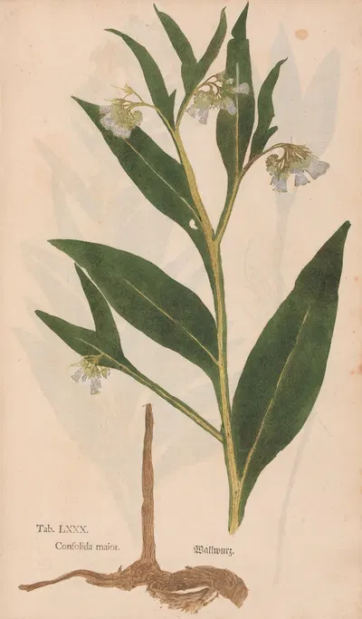 Ectypa vegetabilium Pl.080 by Christian Gottlieb Ludwig, 1760-1764 — digital art print download