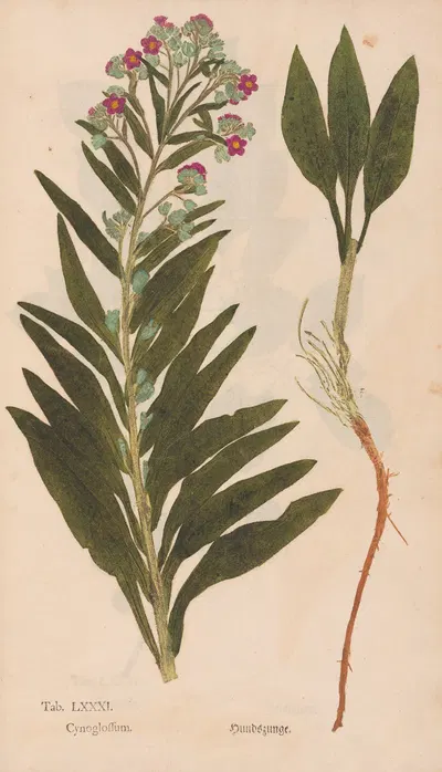 Ectypa vegetabilium Pl.081 by Christian Gottlieb Ludwig, 1760-1764 — digital art print download