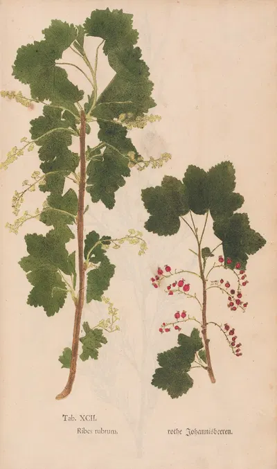 Ectypa vegetabilium Pl.092 by Christian Gottlieb Ludwig, 1760-1764 — digital art print download