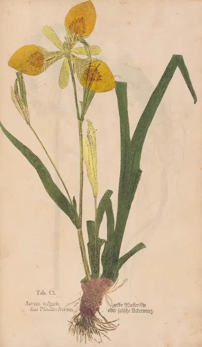 Ectypa vegetabilium Pl.101 by Christian Gottlieb Ludwig, 1760-1764 — digital art print download